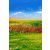 Vinyl háttér fotózáshoz. Mezőt ábrázoló fotó háttér 150cm(sz) x 210cm(m) Agc-1167
