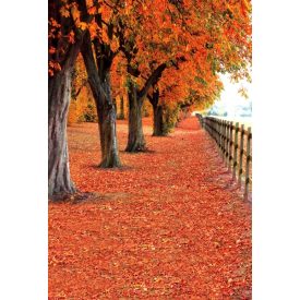   Vinyl háttér fotózáshoz. Őszi fotó háttér 180cm(sz) x 270cm(m) Bgc-3223