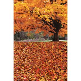   Vinyl háttér fotózáshoz.Őszi fotó háttér 180cm(sz) x 270cm(m) Bc-1183