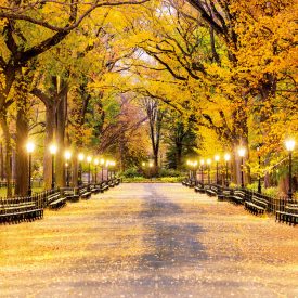   Vinyl háttér fotózáshoz. Őszi fotó háttér 200cm(m) x 300cm(sz) C11632